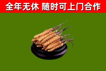 延寿县回收冬虫夏草