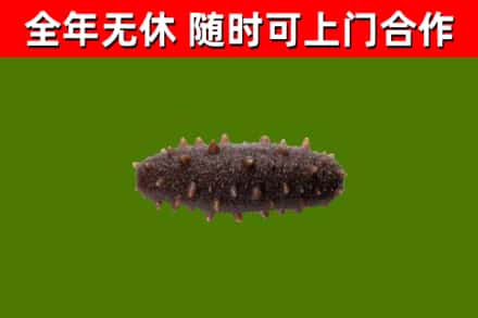 延寿县回收海参干